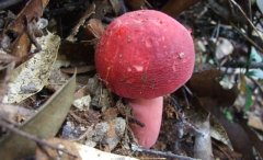 毒蘑菇顏色艷，一起煮大蒜會(huì)發(fā)黑？真的嗎？